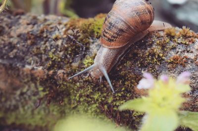 Close-up of snail