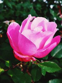 Close-up of pink flower blooming outdoors