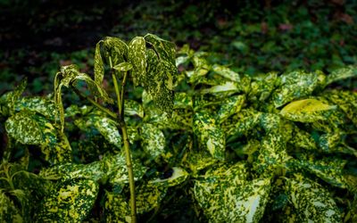 Close-up of fresh green plants