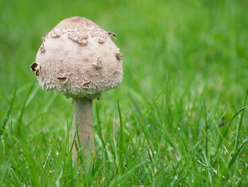 Close-up of mushroom growing on field