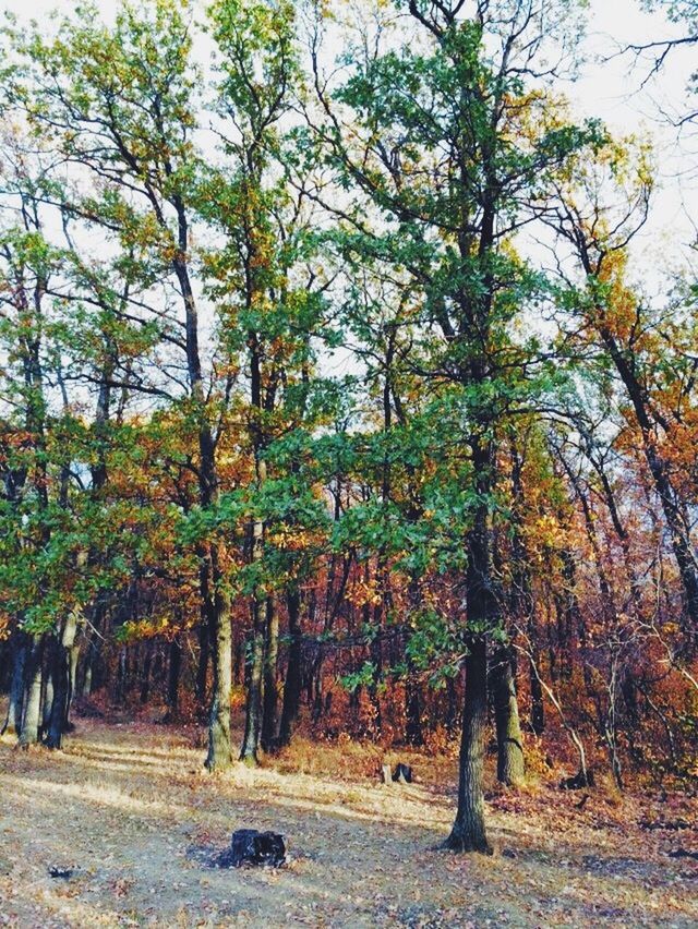 tree, autumn, tranquility, the way forward, growth, nature, change, tranquil scene, beauty in nature, season, scenics, tree trunk, road, dirt road, footpath, landscape, forest, branch, treelined, diminishing perspective