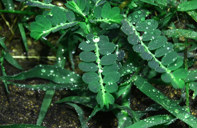 Water droplets on the green leaves