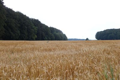 Scenic view of wheat field against sky