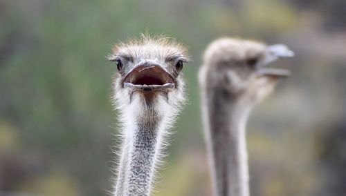 Close-up of a bird