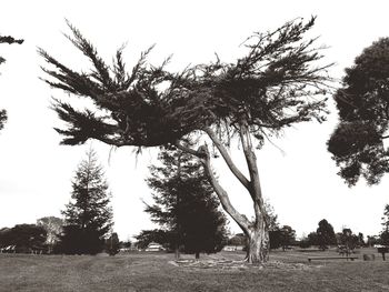 Trees on landscape against clear sky