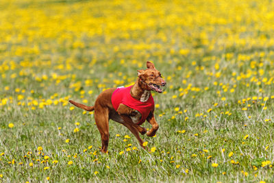 Pharaoh hound dog in red shirt running and chasing lure in the field on coursing competition