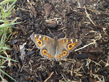 High angle view of butterfly on messy field
