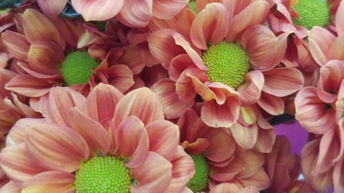 Full frame shot of pink flowering plants