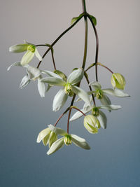 Close-up of flowers growing on twig