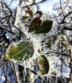 Close-up of frozen plant during winter