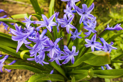 Close-up of purple flowering plants