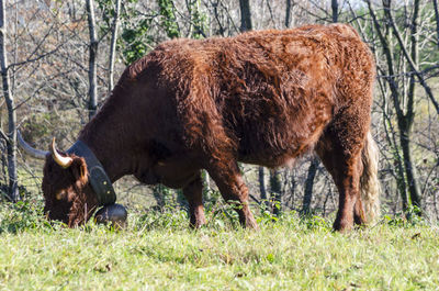 Horses grazing in a field