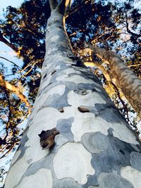 Low angle view of tree trunk during winter