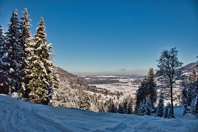 Pine trees on snow covered landscape against clear blue sky