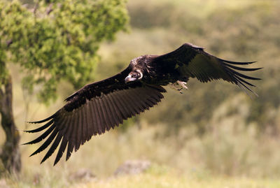 Bird flying over the wall