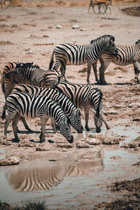 Zebras drinking water