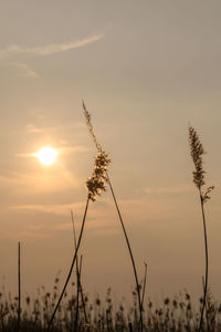 Silhouette plants against sky during sunset