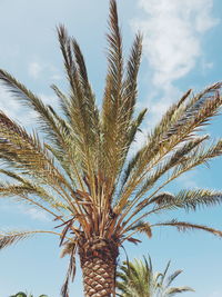 Low angle view of palm tree against sky