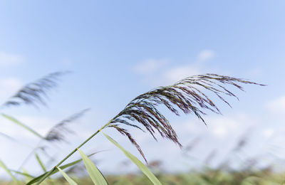 Close-up of stalks against blue sky