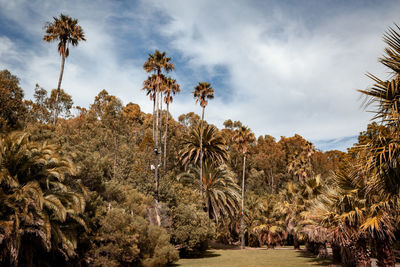 Panoramic view of palm trees on field against sky