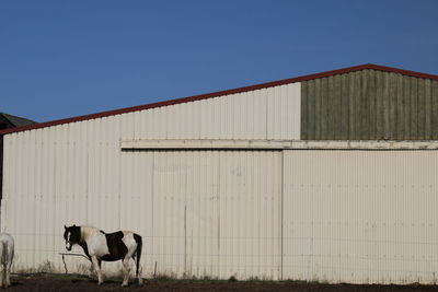 Horse in barn against clear sky