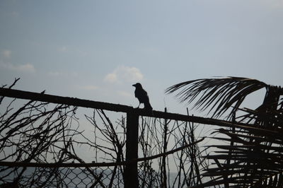 Low angle view of bird perching on silhouette tree against sky