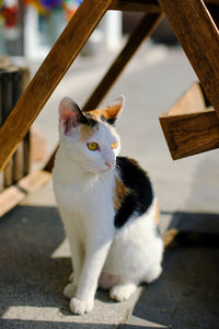 Close-up of cat looking away