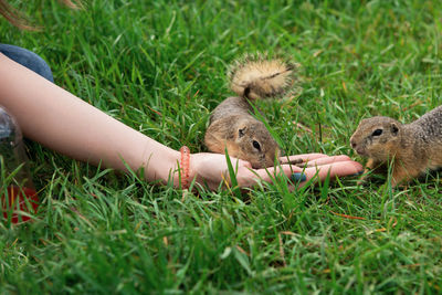 Full length of hand eating grass on field