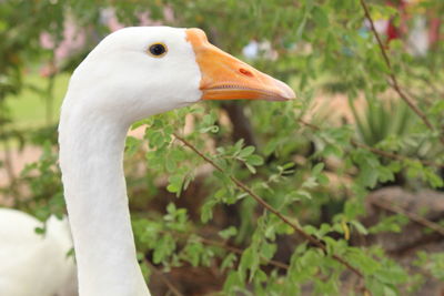 Close-up of a bird