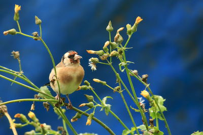 Close-up of bird perching on flower