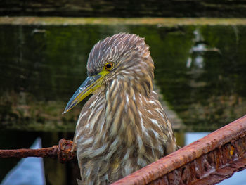 Close-up of bird perching on wooden post