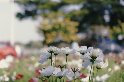 Close-up of white flowering plant on field