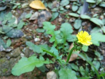 Close-up high angle view of flowers