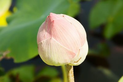 Close-up of flower against blurred background