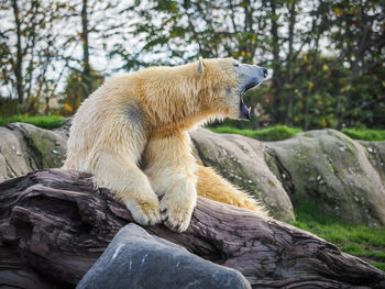 View of polar bear sitting on rock