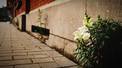 Flower plants against built structure