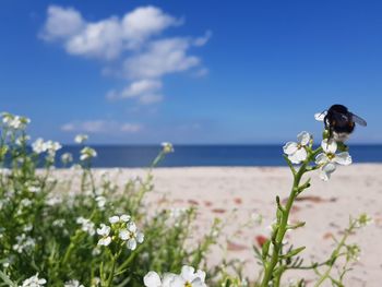 Close-up of flowering plant by sea against sky