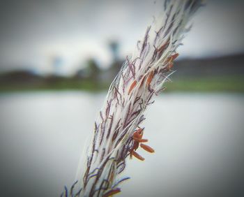 Close-up of wheat plant against sky