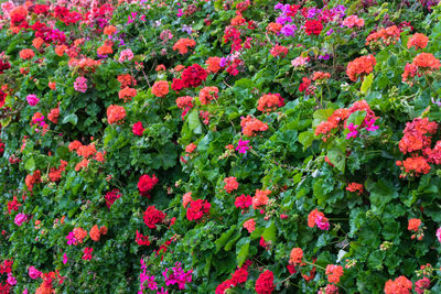 High angle view of flowering plants