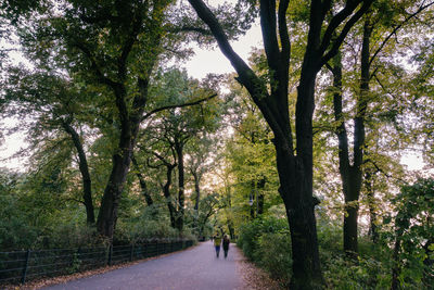 Street amidst trees in park