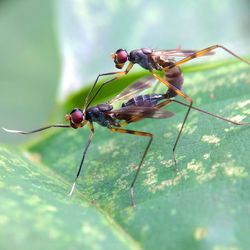 Close-up of insect