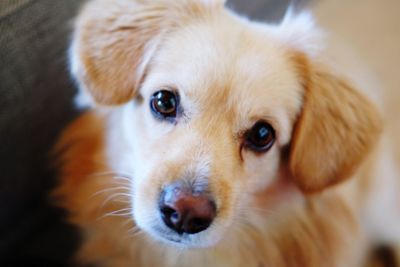 Close-up portrait of dog