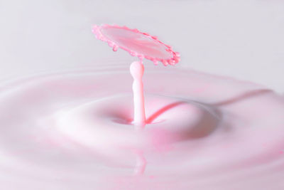 Close-up of pink flower over white background