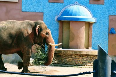 Close-up of elephant