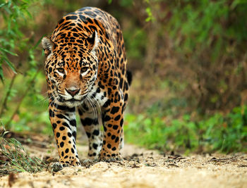 Close-up of a leopard