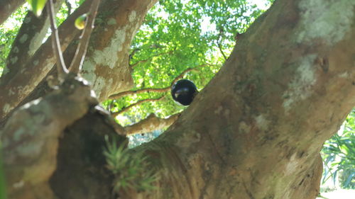 Low angle view of trees