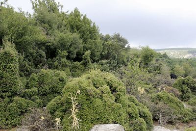 Scenic view of forest against sky