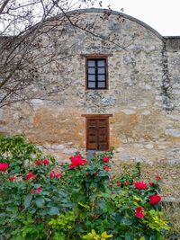 Low angle view of flowering plant against building