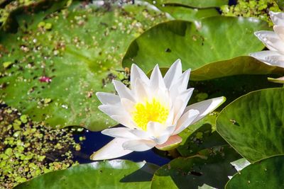 Close-up of lotus water lily in pond