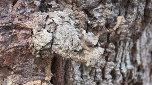 Close-up of statue against tree